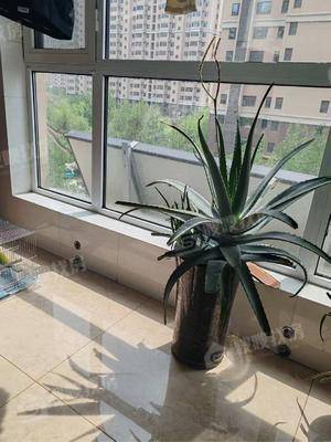 凤凰城（C区）3室2厅2卫135㎡